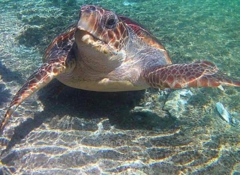 Ελαφόνησος Ελαιών Ξενοδοχείο Εξωτερικό φωτογραφία