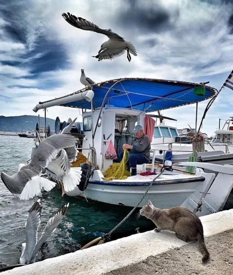Ελαφόνησος Ελαιών Ξενοδοχείο Εξωτερικό φωτογραφία